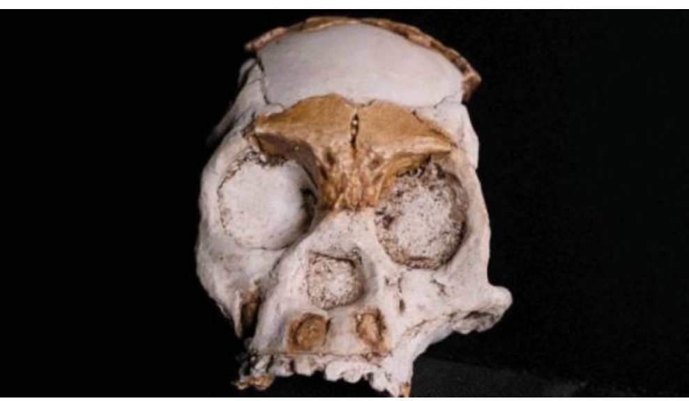 جمجمة طفل تحيي لغز وجود «أبناء عمومة» بعيدين للإنسان