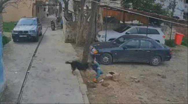حادثة مؤلمة في لبنان.. كلب شارد ينقض على طفل ويودي بحياته
